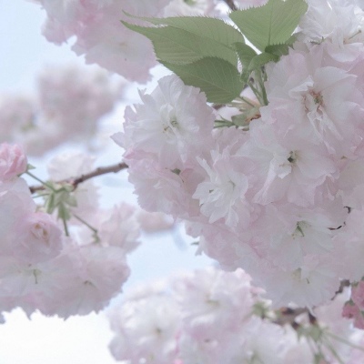 荔城福瑞交流群